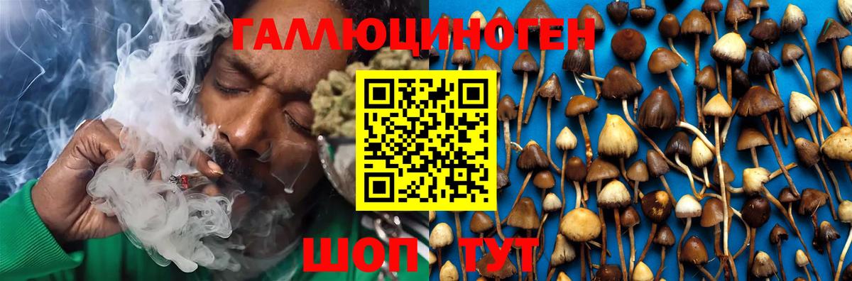 Псилоцибиновые грибы Psilocybine cubensis Бирск